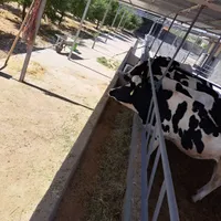 استخدام کارگر گاوداری