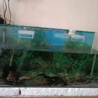 اکواریوم سالم سالم