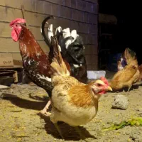 فروش مرغ رسمی و گلین تخم گذار