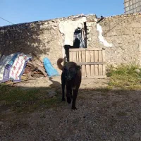 سگ سرابی|سگ|نورآباد ممسنی, |دیوار