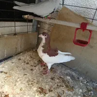 کبوتر یال دمبی