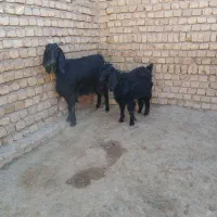 بز پاکستانی