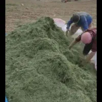 یونجه درجه یک سبز فروشی شلیف گرفته کیلو42