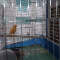 قناری نر ۶ ماهه سرخ