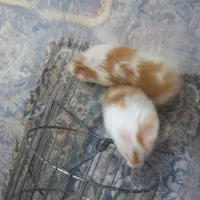 همستر