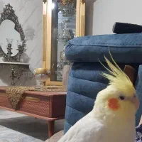بوفه بدون دکوری داخلش و اینه شمعدون