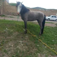 اسب نریان