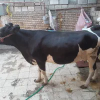 گاو