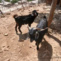 بز نر یک سال