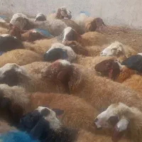 گوسفند وبره در گردمیران