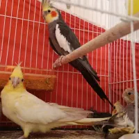 عروس هلندی با قفس و آغل 2.500 مولد ضمانت تخم جوجه