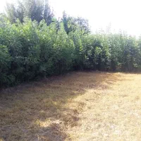 نهال درخت زبان گنجشک