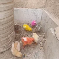 جوجه های سرحال