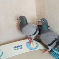 هفت عدد کبوتر درجه یک  به فروش می رسد