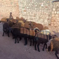 بره ماده