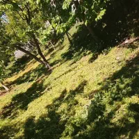 علفزنی|خدمات باغبانی و درختکاری|ملارد, |دیوار