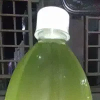 سقز کوهی