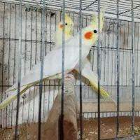 ع ر و س