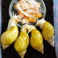 حلزون پرورشی نژاد البینو و اچاتینا کمیاب