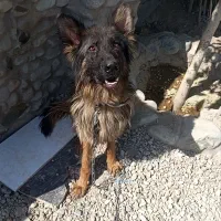 سگ ژرمن شپرد