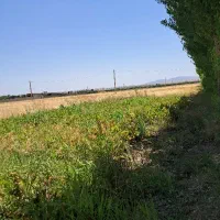 بوته نهال درخت انگور ۳ساله