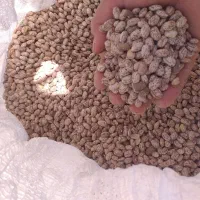 لوبیا ارتشی درجه یک