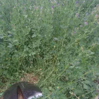 یونجه