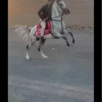 اسب