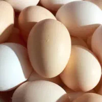 تخم مرغ محلی تازه و درشت