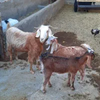 بز دوقلو کهره نر