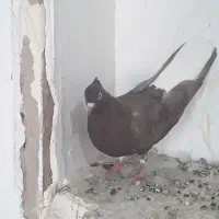 کفتر سرکه ای دمسفید ماده