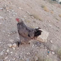 مرغ خروس