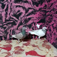 کفتر|پرنده|استهبان, |دیوار
