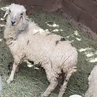 گوسفند فروشی