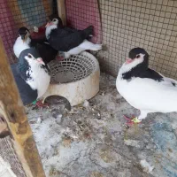 ساده