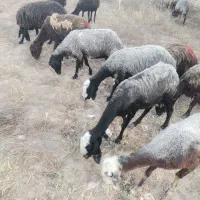 میش شال