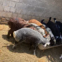 ۵عدد بره ترکی درجه یک