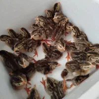 جوجه مرغ شاخدار یه هفته ای ۱۵۰تومن