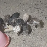 ۱۱عددبوقلمون