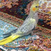 عروس هلندی