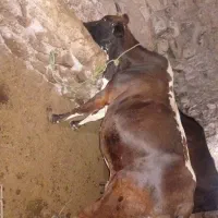 گاوه جوان شکم سوم