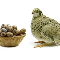 بلدرچین