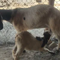 بز و بیگ ماده