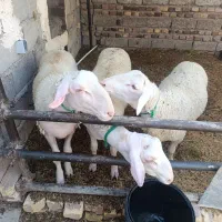 قوچ لاکن اصل فرانسه
