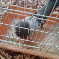 کبوتر