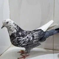 کبوتر ماده پرشی