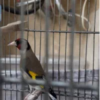 سهره سیاه سر تو سینهاش سیاهی داره