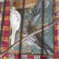 جوجه عروس هلندی