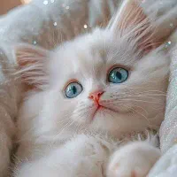 گربه گمشده محدوده ترک آباد
