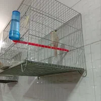 خرید و فروش انواع قناری سهره